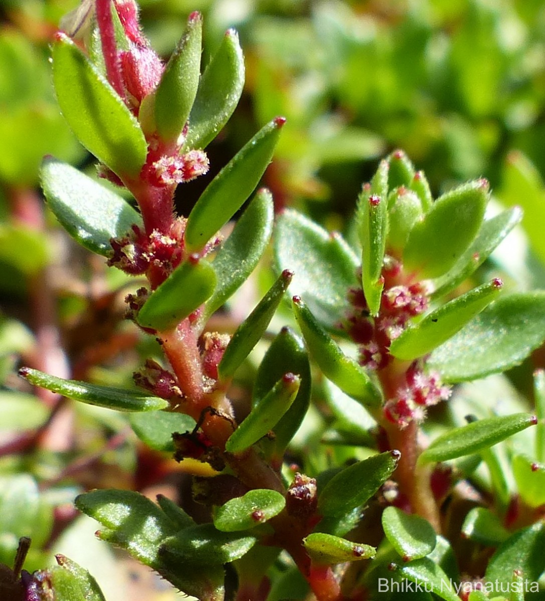 Laurembergia coccinea (Blume)